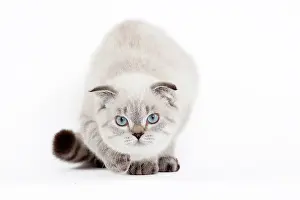 Fold: 80191804 Cat - Scottish Fold Chocolate Silver Tabby