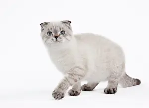 Fold: 80191805 Cat - Scottish Fold Chocolate Silver Tabby