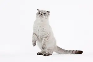 Fold: 80191806 Cat - Scottish Fold Chocolate Silver Tabby