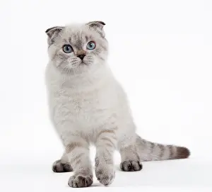 Fold: 80191807 Cat - Scottish Fold Chocolate Silver Tabby