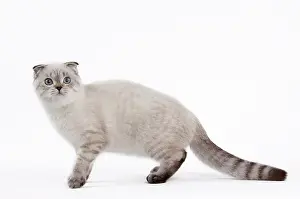Fold: 80191808 Cat - Scottish Fold Chocolate Silver Tabby