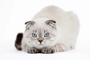 Fold: 80191809 Cat - Scottish Fold Chocolate Silver Tabby