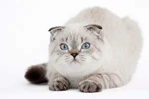 Fold: 80191810 Cat - Scottish Fold Chocolate Silver Tabby