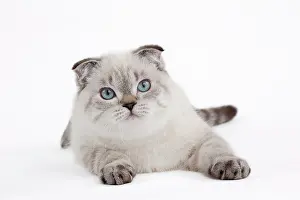 Fold: 80191811 Cat - Scottish Fold Chocolate Silver Tabby