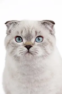 Fold: 80191812 Cat - Scottish Fold Chocolate Silver Tabby