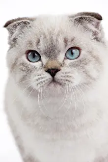 Fold: 80191813 Cat - Scottish Fold Chocolate Silver Tabby