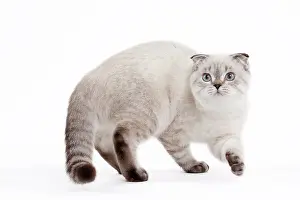 Fold: 80191814 Cat - Scottish Fold Chocolate Silver Tabby