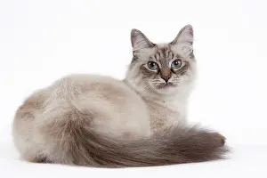 Tortie: 80191815 Cat - Siberian tortie tabby seal point
