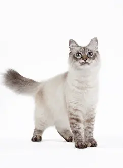 Tortie: 80191816 Cat - Siberian tortie tabby seal point