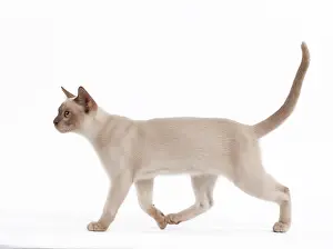 Sepia: 80191834 Cat - English Burmese - Sepia Chocolate