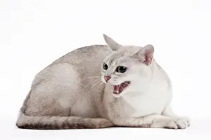 Burmilla: 80191836 Cat - Burmilla - silver shaded Jean-Michel