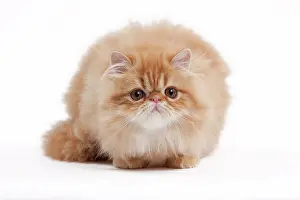 Shaded: 80191837 Cat - Golden Shaded Persian Jean-Michel