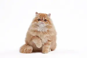Shaded: 80191838 Cat - Golden Shaded Persian Jean-Michel