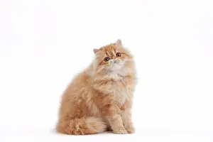 Shaded: 80191839 Cat - Golden Shaded Persian Jean-Michel