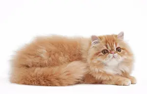 Shaded: 80191840 Cat - Golden Shaded Persian Jean-Michel