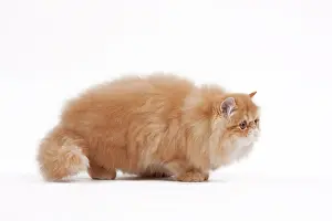 Shaded: 80191841 Cat - Golden Shaded Persian Jean-Michel