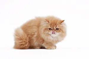 Shaded: 80191842 Cat - Golden Shaded Persian Jean-Michel