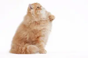 Shaded: 80191843 Cat - Golden Shaded Persian Jean-Michel