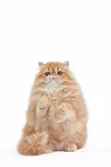 Shaded: 80191844 Cat - Golden Shaded Persian Jean-Michel