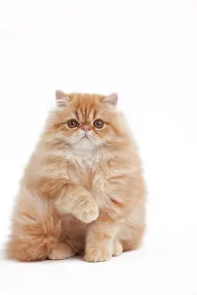 Shaded: 80191845 Cat - Golden Shaded Persian Jean-Michel
