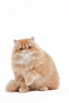 Shaded: 80191846 Cat - Golden Shaded Persian Jean-Michel