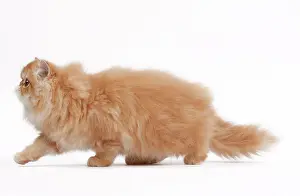Shaded: 80191847 Cat - Golden Shaded Persian Jean-Michel