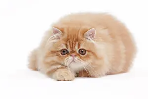 Shaded: 80191848 Cat - Golden Shaded Persian Jean-Michel