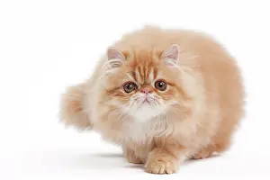 Shaded: 80191849 Cat - Golden Shaded Persian Jean-Michel