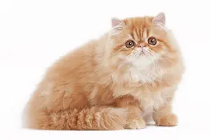 Shaded: 80191850 Cat - Golden Shaded Persian Jean-Michel