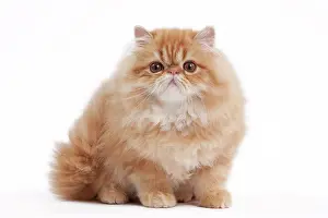 Shaded: 80191851 Cat - Golden Shaded Persian Jean-Michel
