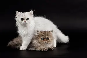 Chinchilla: 80191861 Cat - Persian Chinchilla - 3 month old