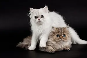 Chinchilla: 80191862 Cat - Persian Chinchilla - 3 month old