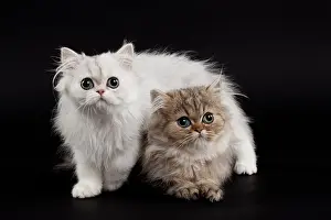 Chinchilla: 80191863 Cat - Persian Chinchilla - 3 month old