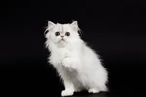 Chinchilla: 80191864 Cat - Persian Chinchilla - 3 month old