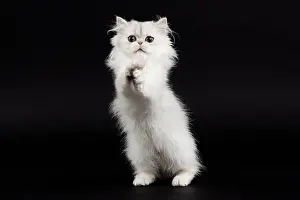 Chinchilla: 80191865 Cat - Persian Chinchilla - 3 month old