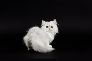 Chinchilla: 80191866 Cat - Persian Chinchilla - 3 month old