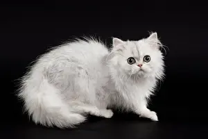 Chinchilla: 80191867 Cat - Persian Chinchilla - 3 month old
