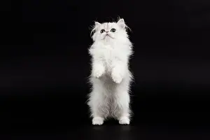 Chinchilla: 80191868 Cat - Persian Chinchilla - 3 month old