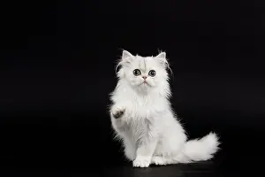 Chinchilla: 80191869 Cat - Persian Chinchilla - 3 month old