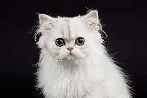 Chinchilla: 80191870 Cat - Persian Chinchilla - 3 month old
