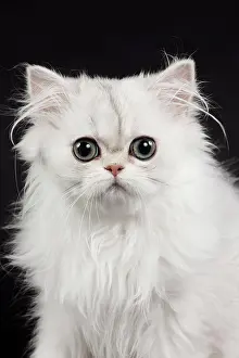 Chinchilla: 80191871 Cat - Persian Chinchilla - 3 month old