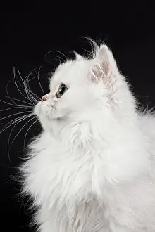 Chinchilla: 80191872 Cat - Persian Chinchilla - 3 month old