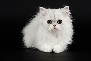 Chinchilla: 80191873 Cat - Persian Chinchilla - 3 month old