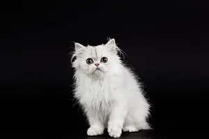 Chinchilla: 80191874 Cat - Persian Chinchilla - 3 month old