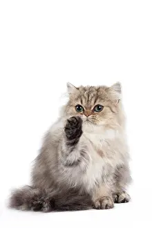 Shaded: 80191875 Cat - Golden Shaded Persian - kitten 4