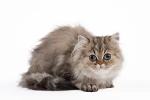 Shaded: 80191876 Cat - Golden Shaded Persian - kitten 4