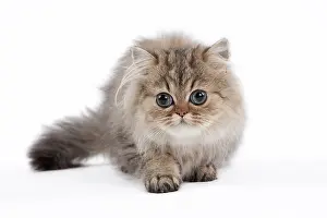 Shaded: 80191877 Cat - Golden Shaded Persian - kitten 4
