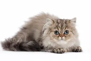 Shaded: 80191878 Cat - Golden Shaded Persian - kitten 4