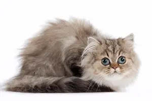 Shaded: 80191879 Cat - Golden Shaded Persian - kitten 4