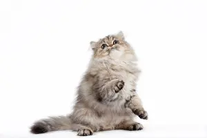 Shaded: 80191880 Cat - Golden Shaded Persian - kitten 4
